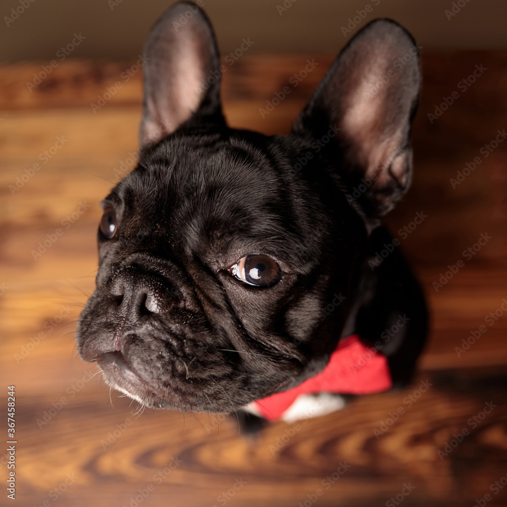 adorable frenchie dog looking up and wearing red bowtie