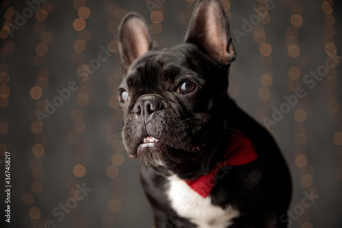curious french bulldog puppy wearing bowtie and looking to side