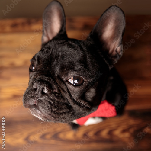 adorable frenchie dog looking up and wearing red bowtie © Viorel Sima