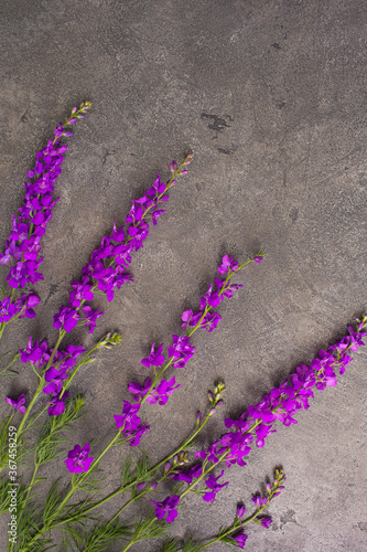 Purple wild flowers on a cold gray background. Natural background. Ivan-tea. Flat lay, copy space, top view. photo