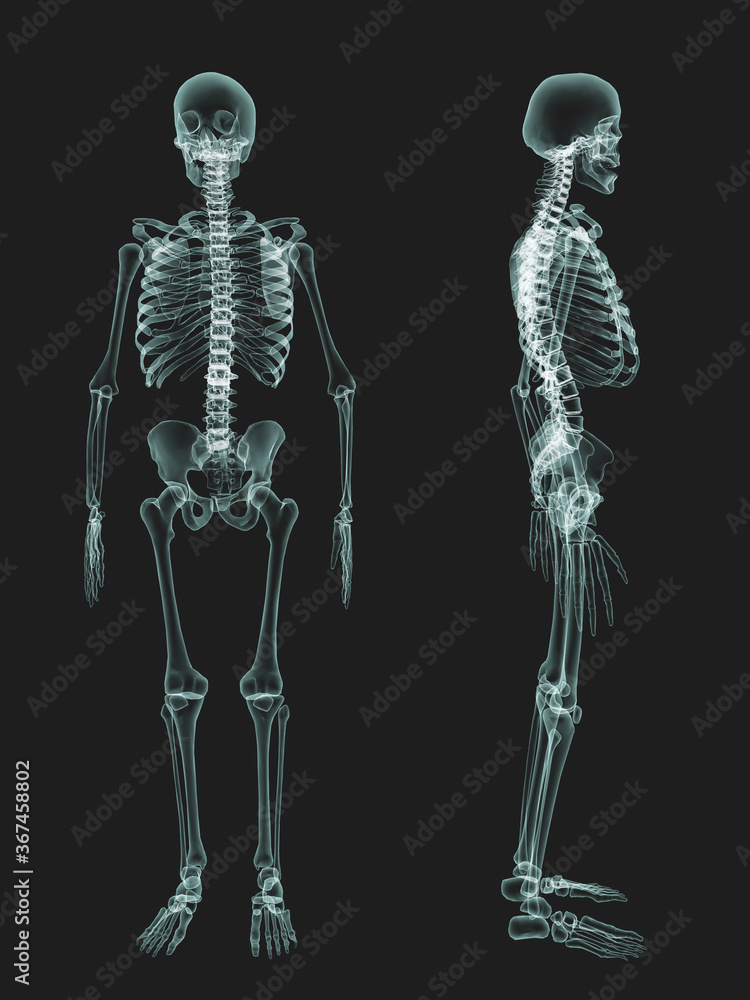 skeletal survey Xray, anatomy bone, 3d illustration, Xray skeletons