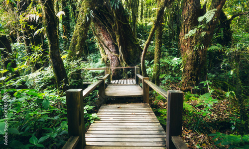 Wooden walk way path in to the nature green forest.