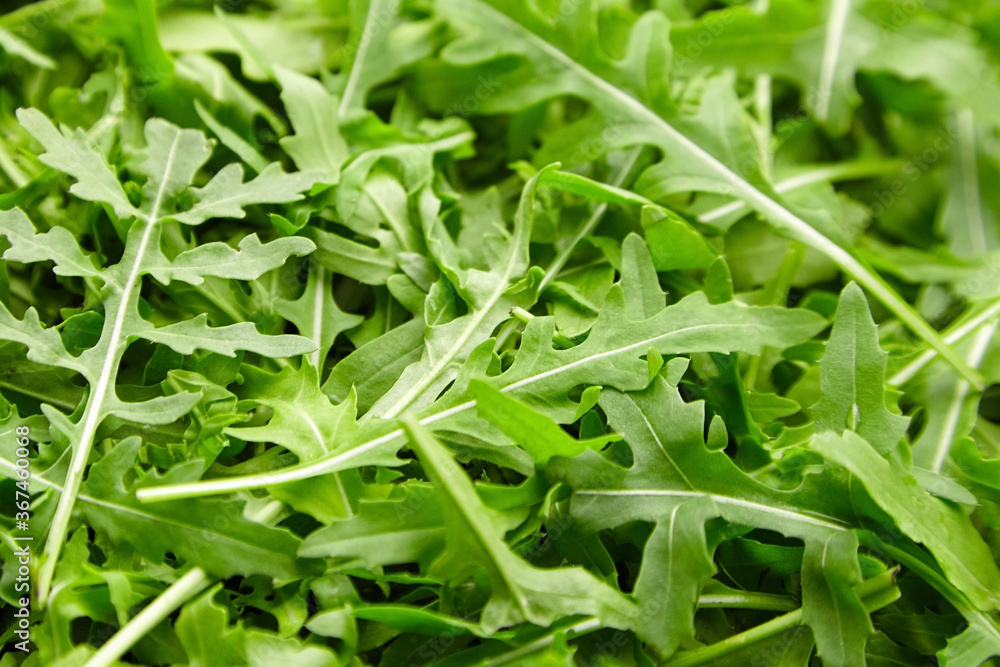 Fresh green arugula or ruccola slalad leaves texture background Fresh green arugula or ruccola slalad leaves texture background