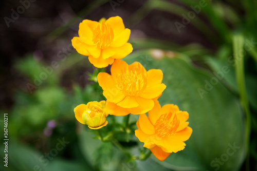 several crisp yellow flowers found in park