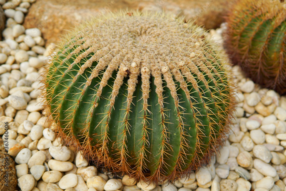 close up of cactus close up of cactus