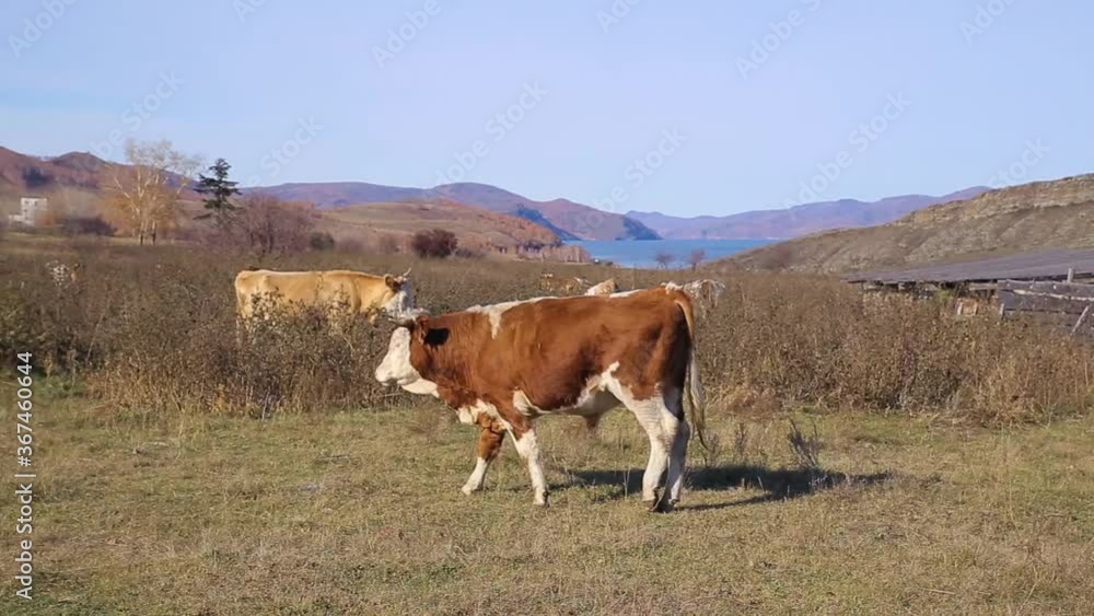 A big bull is walking on a green meadow against the background of mountains.