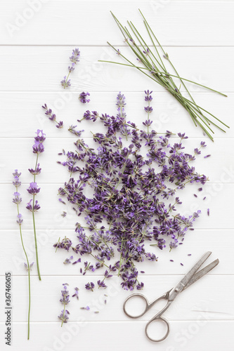 Fototapeta Naklejka Na Ścianę i Meble -  Lavender on a white wooden table with scissors. The process of harvesting freshly picked lavender flowers. Fragrant flowers and twigs.
