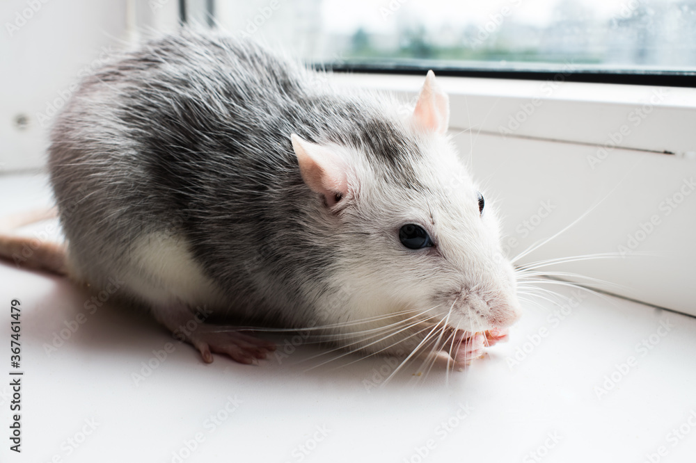 a tame black and white rat sits on a white window sill a tame black and white rat sits on a white window sill