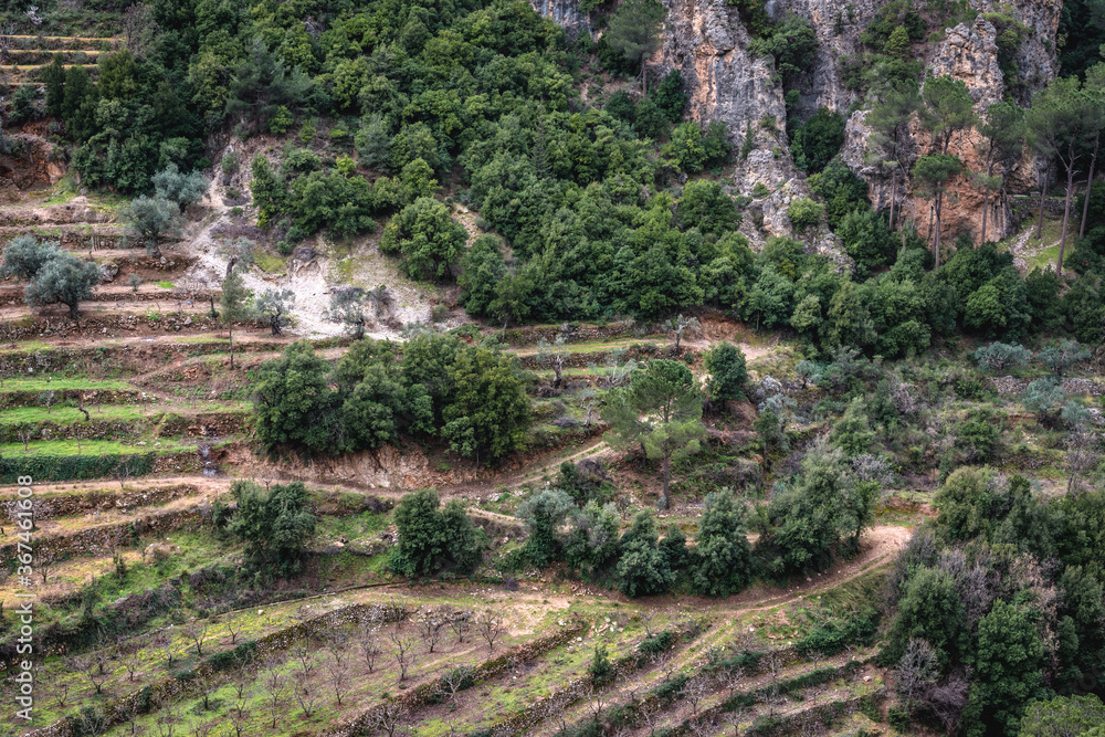 Fruit orchards on a slopes next to Maronite Order Monastery of Qozhaya, located in Qadisha Valley in Lebanon