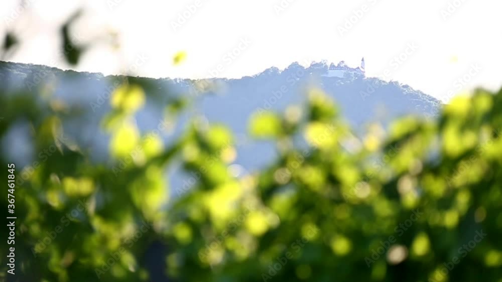 Weinberg im Schwäbischen Albvorland Weinberg im Schwäbischen Albvorland