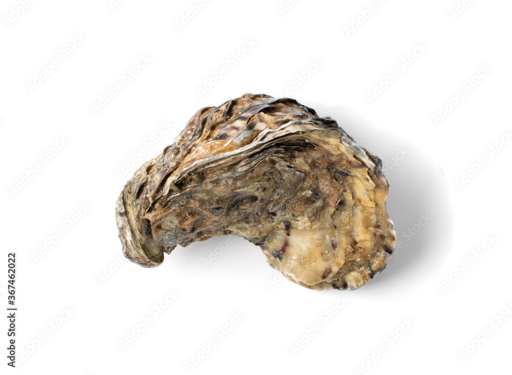 Fresh Closed Oyster Isolated on White Background.