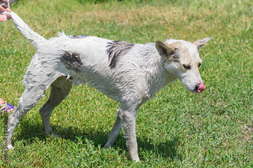 Fototapeta premium Portrait of white mixed breed patient dog standing on a grass while being under wash procedure at summer season.