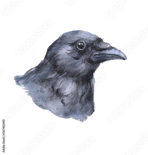 Watercolor single raven isolated on a white background illustration.