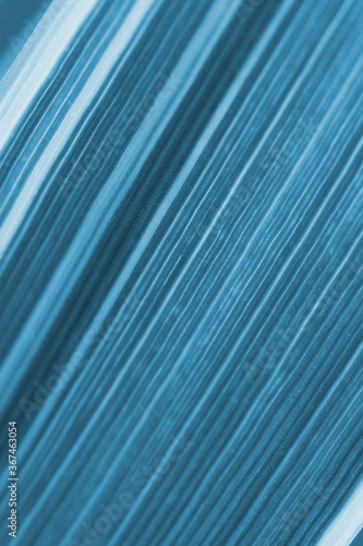 Blue tinted floral background. Striped leaf of reed canary grass close-up. Natural textured backdrop or wallpaper from plant leaves. Vertical shot. Macro