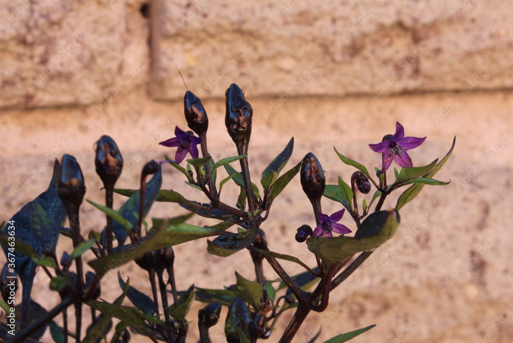 Black Pearl peppers,the bush with fruit and small Purple flowers