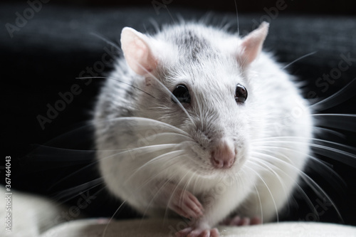 on a dark background in the center of the frame sits a pet rat