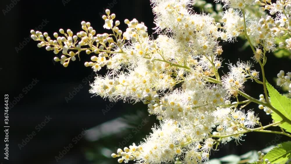 Blooming branch of sorbaria in sunlight. Blooming branch of sorbaria in sunlight.