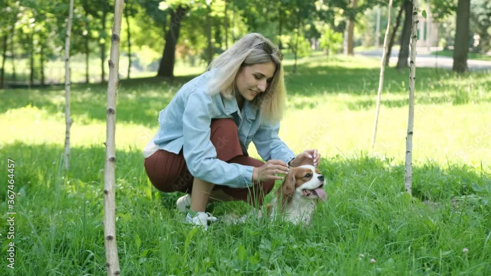 Blond haired girl dressed in a jean jacked caressed her cavalier dog during the walking in the park at sunrise/sunset Blond haired girl dressed in a jean jacked caressed her cavalier dog during the walking in the park at sunrise/sunset