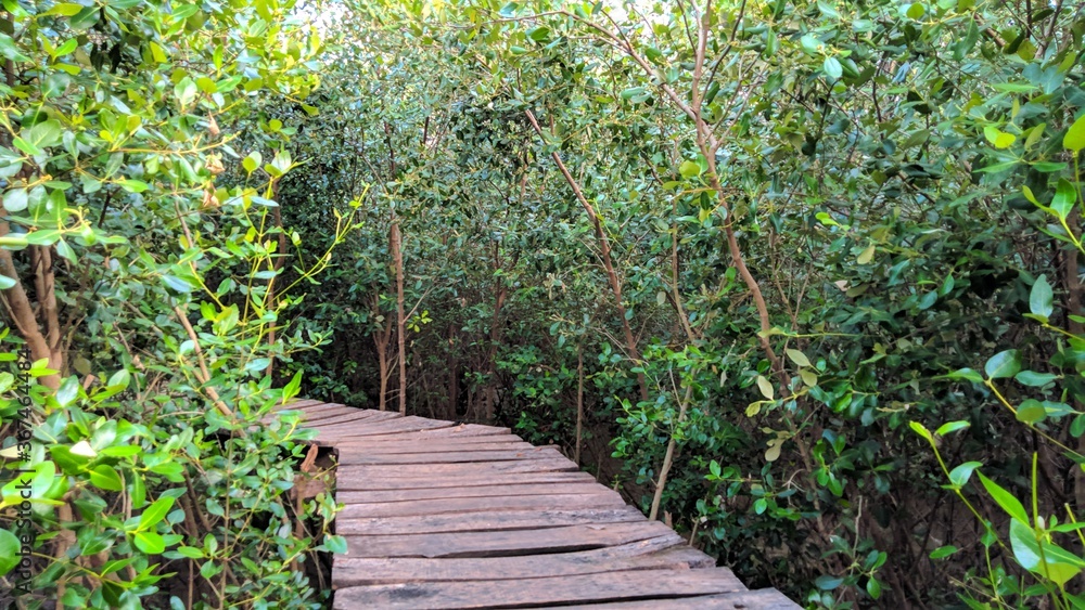 A wooden bridge in the middle of a mangrove forest A wooden bridge in the middle of a mangrove forest