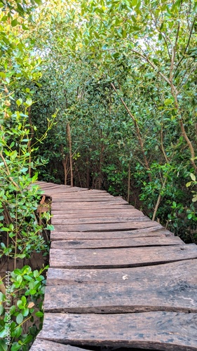 A wooden bridge in the middle of a mangrove forest