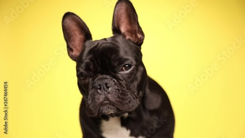 Wallpaper Mural cute little french bulldog dog is sitting against yellow background, looking at camera with sleepy eyes then looking around  Torontodigital.ca