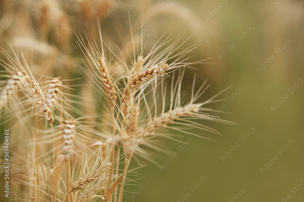 close-up of ripe wheat