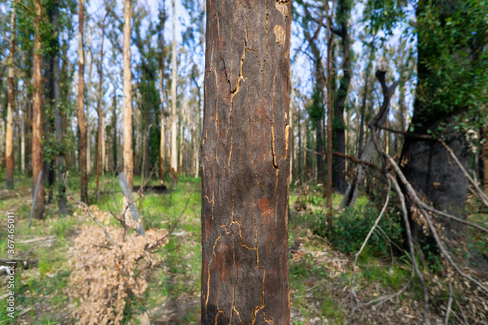 Red Gum Tree Bark Burnt Red Gum Tree Bark Burnt