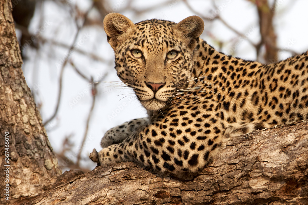 Fototapeta premium Leopard observe relaxed from a tree