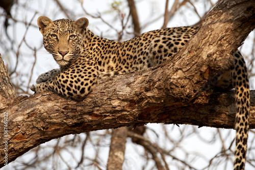 Leopard relaxing on a branch and looking confident