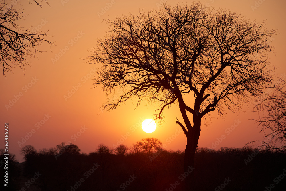 Sunset in the savannah of South Africa