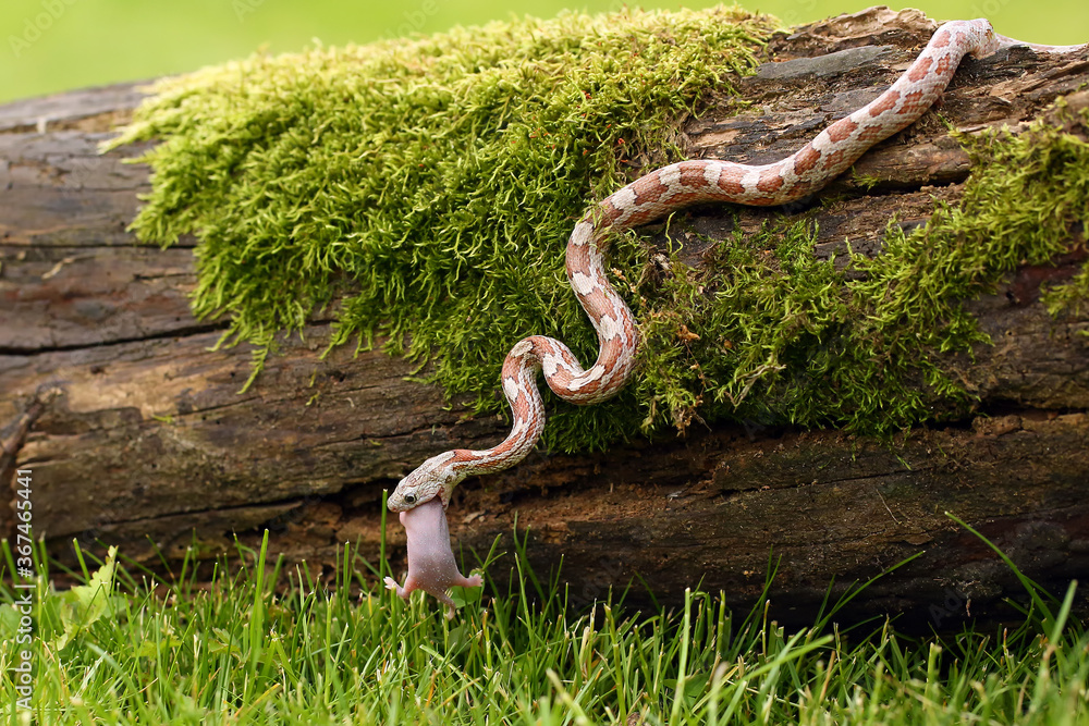 The corn snake (Pantherophis guttatus) with prey on a green background. A color mutation of a corn snake in a typical hunting position. The corn snake (Pantherophis guttatus) with prey on a green background. A color mutation of a corn snake in a typical hunting position.