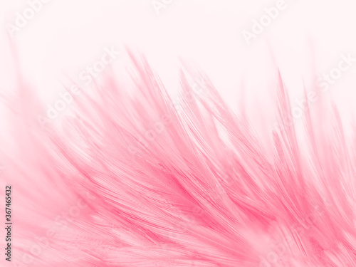 Beautiful abstract white and pink feathers on white background and soft white feather texture on pink pattern and pink background  feather background  pink banners
