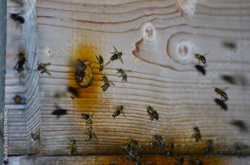 apiary, bees carry the nectar in the hives