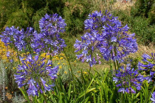 Agapanthes en gros plan