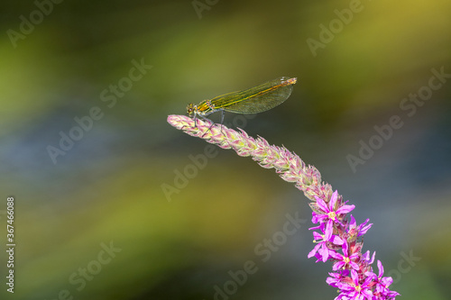 dragonfly (calopterix splendens) balanced on a plant at the water's edge