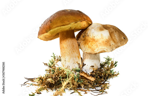 Two fresh porcini mushrooms in a moss isolated on white