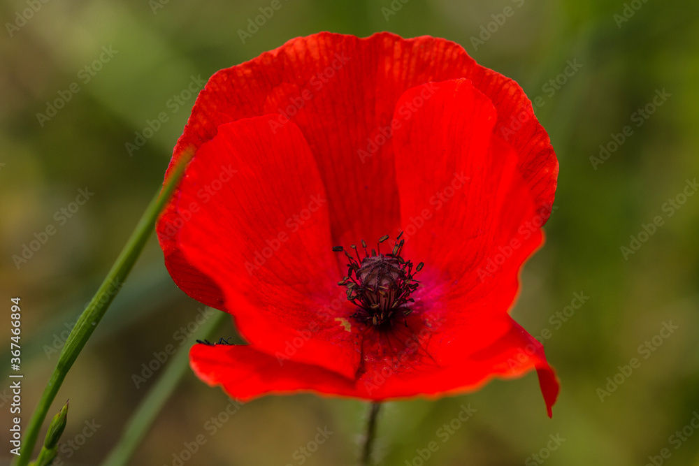 red poppy flower