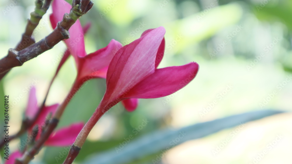 Fototapeta premium pink magnolia flower