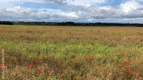 Weeds in an oilseed rape field in summer, North Yorkshire, England, United Kingdom