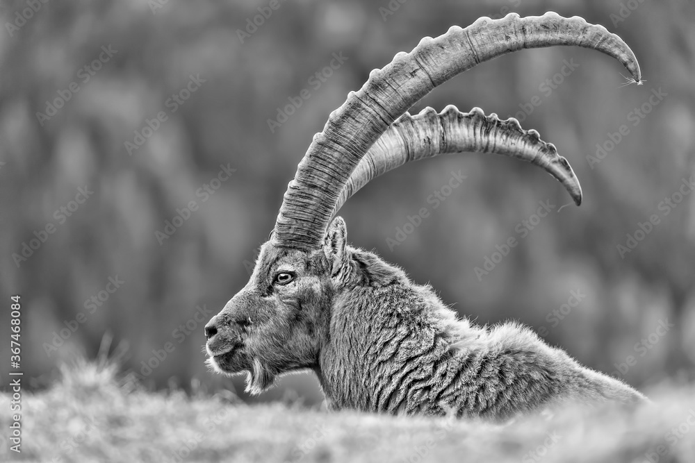 Fine art portrait of Alpine ibex male in Alps mountains (Capra ibex) Fine art portrait of Alpine ibex male in Alps mountains (Capra ibex)