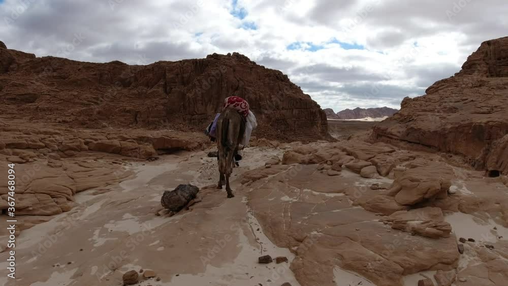 Bedouin guide leading camels through a rocky canyon Bedouin guide leading camels through a rocky canyon
