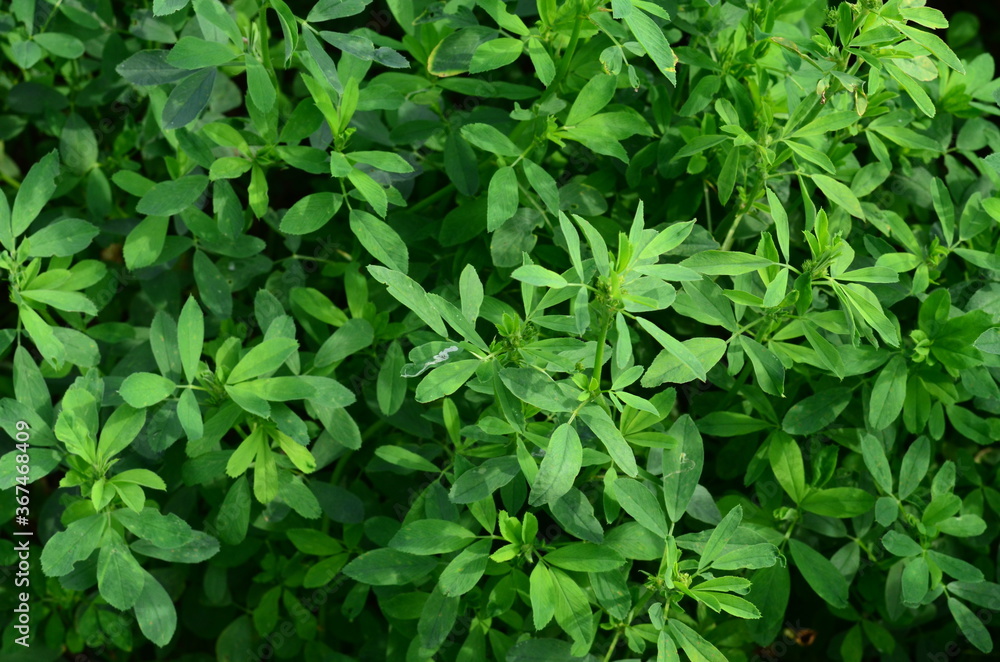 Alfalfa, also called lucerne and called Medicago sativa in binomial nomenclature, is a perennial flowering plant in the legume family Fabaceae. Alfalfa, also called lucerne and called Medicago sativa in binomial nomenclature, is a perennial flowering plant in the legume family Fabaceae.