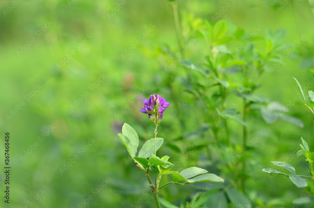 Alfalfa, also called lucerne and called Medicago sativa in binomial nomenclature, is a perennial flowering plant in the legume family Fabaceae. Alfalfa, also called lucerne and called Medicago sativa in binomial nomenclature, is a perennial flowering plant in the legume family Fabaceae.