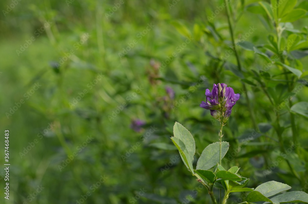 Alfalfa, also called lucerne and called Medicago sativa in binomial nomenclature, is a perennial flowering plant in the legume family Fabaceae. Alfalfa, also called lucerne and called Medicago sativa in binomial nomenclature, is a perennial flowering plant in the legume family Fabaceae.