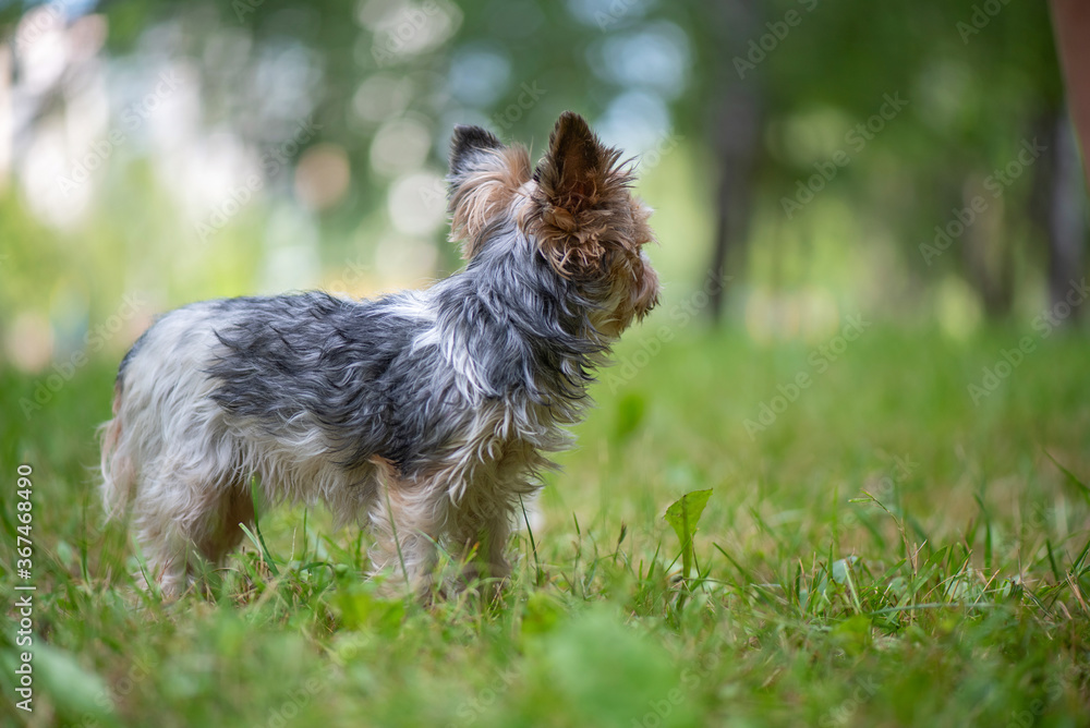 Terrier plays on the grass in the park. Close-up photographed.