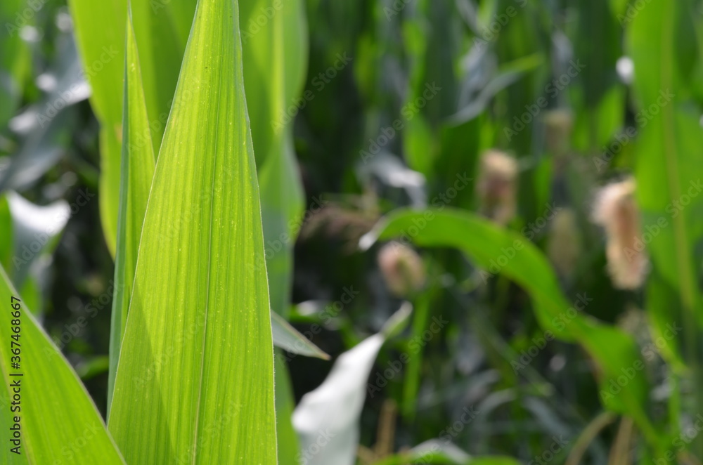 Fototapeta premium Corn field (Maize, Zea mays ssp. mays) in garden