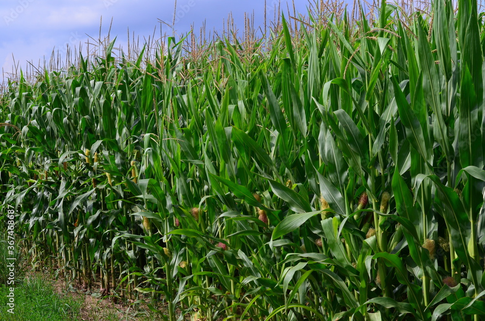 Corn field (Maize, Zea mays ssp. mays) in garden Corn field (Maize, Zea mays ssp. mays) in garden