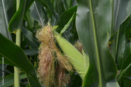 Corn field (Maize, Zea mays ssp. mays) in garden photo