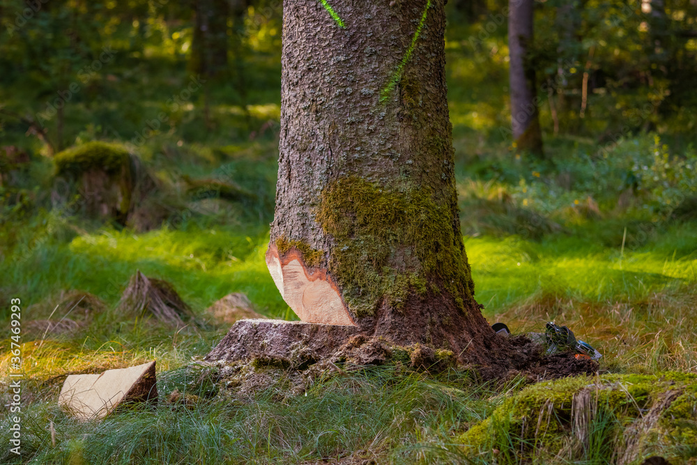 Fototapeta premium Tree prepared to cut. Partially felled tree in the forest. Environment, deforestation concept