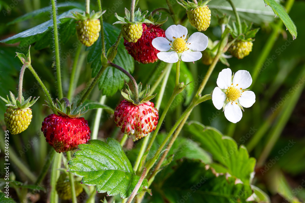 Wild strawberry plants with flowers and berries Wild strawberry plants with flowers and berries